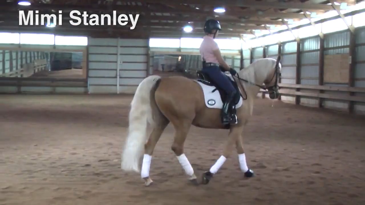 Arabian-Saddlebred Cross | Mimi Stanley | PART 02