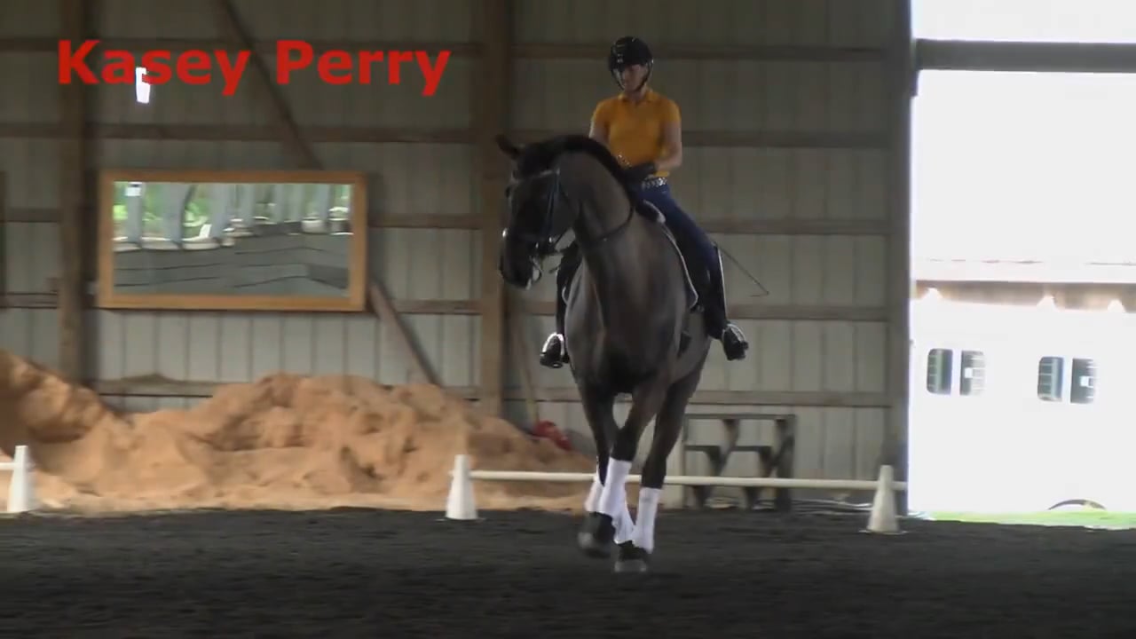 Horse is lite in hand, tighter in neck. Work on gaining proper contact. Using lo