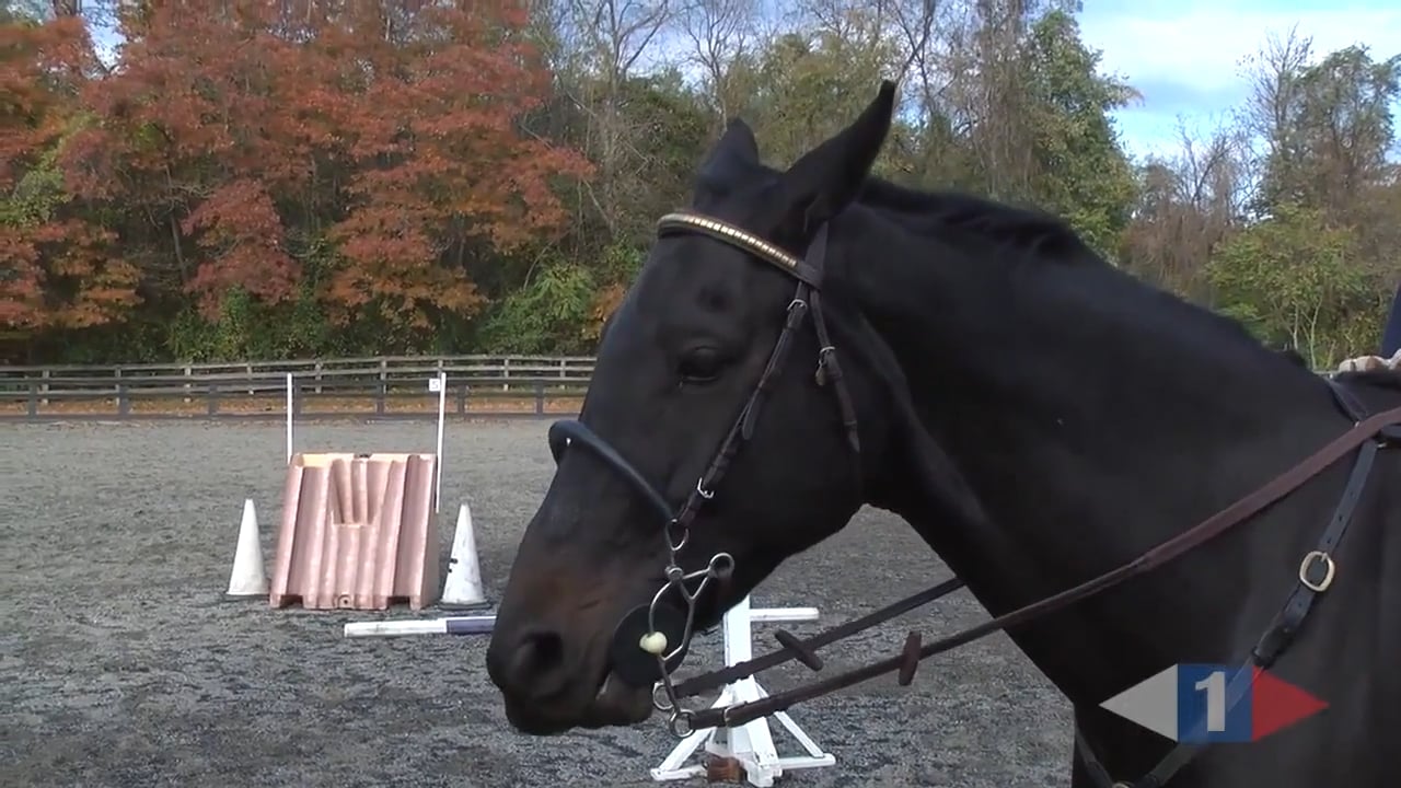 Jumping Fundamentals | William Fox-Pitt | PART 02