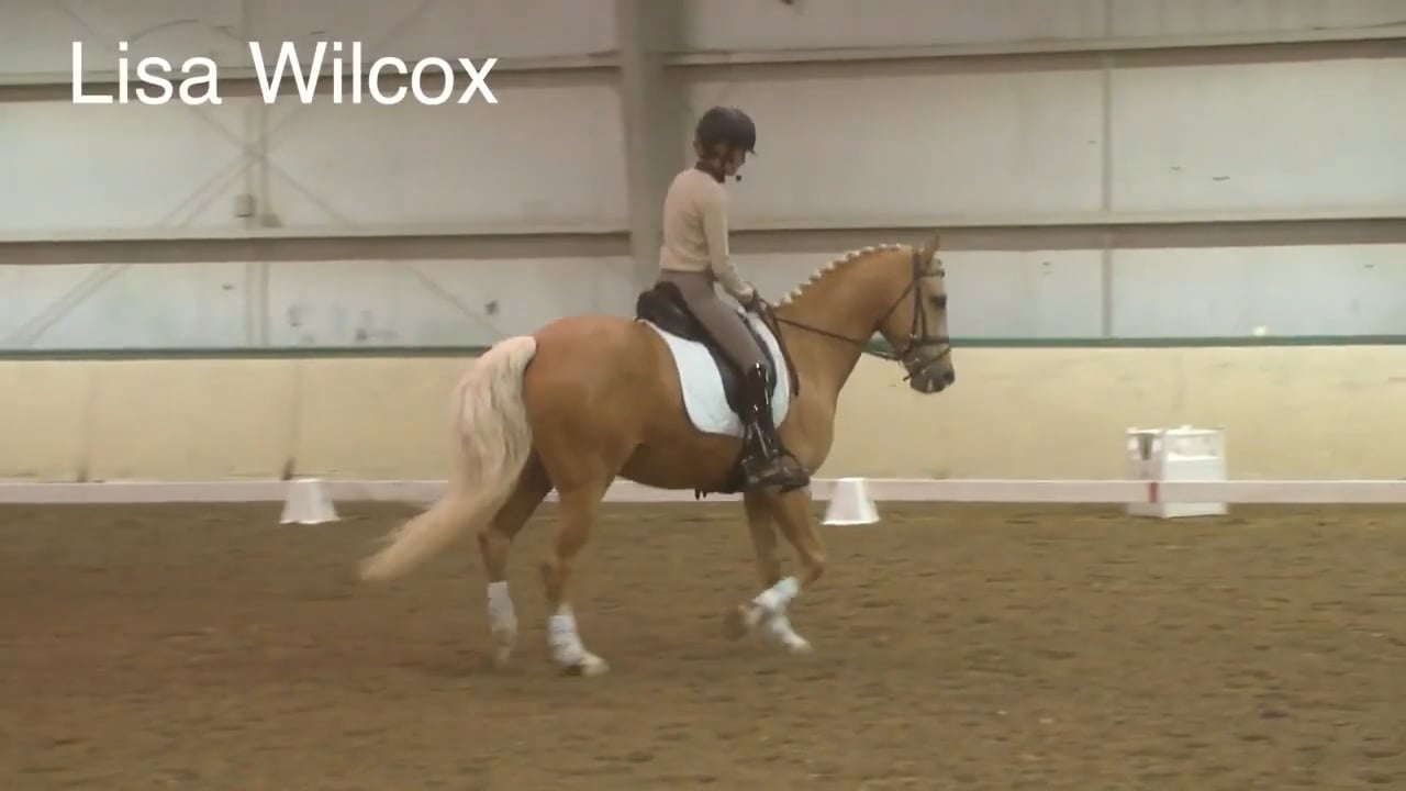 Into the Contact - Trot Work | Lisa Wilcox | PART 02