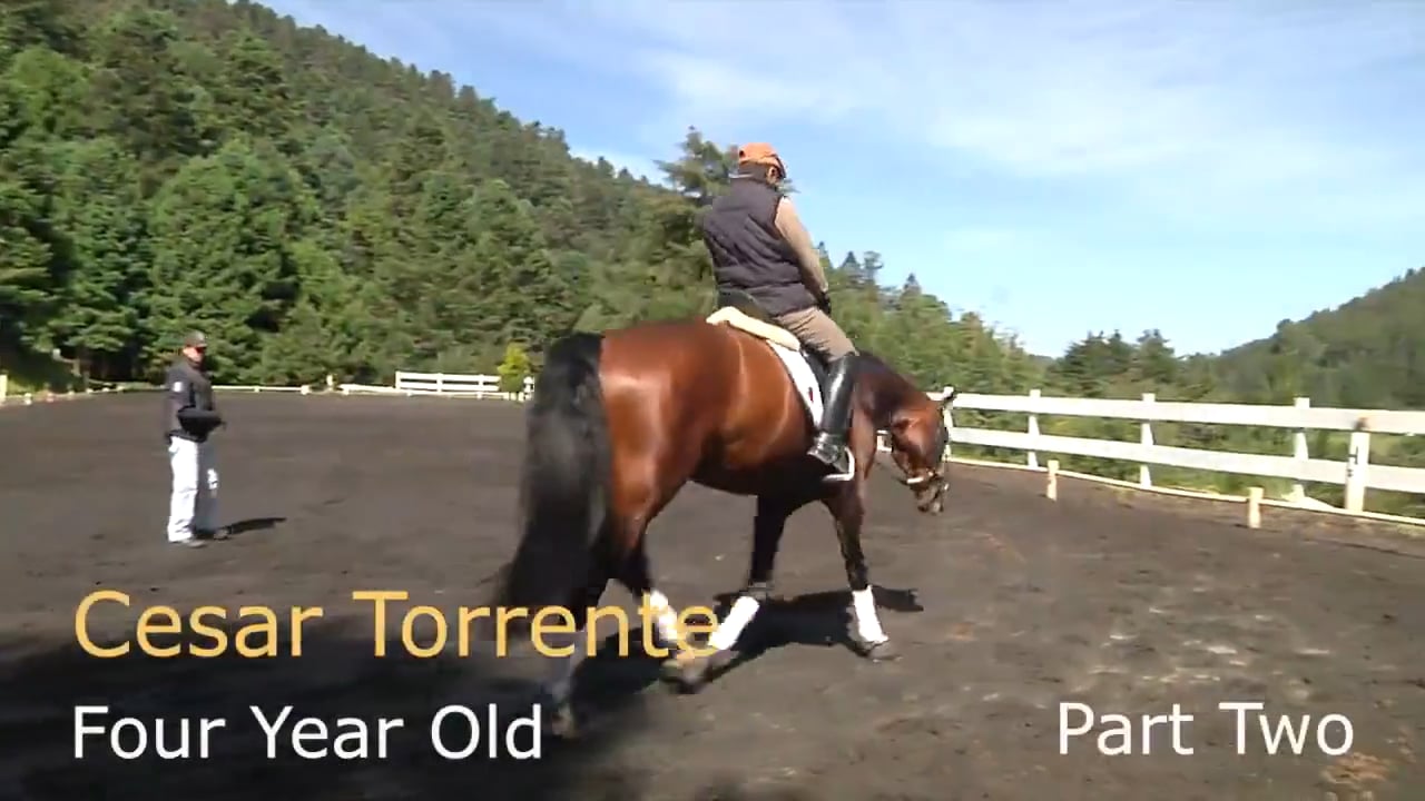 Relaxation, Swing, Four Year Old, Trot Lengthenings | Cesar Torrente | PART 02