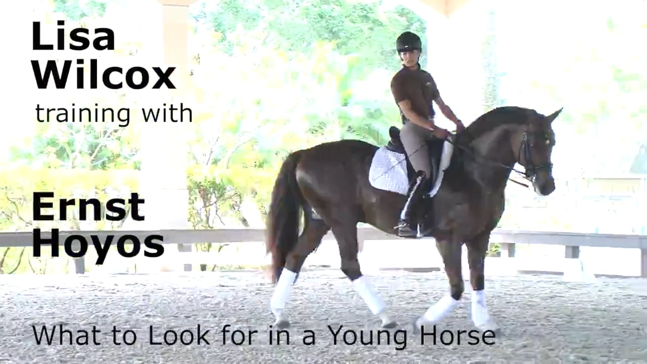 Training with Ernst Hoyos - What to Look for in a Young Horse | Lisa Wilcox
