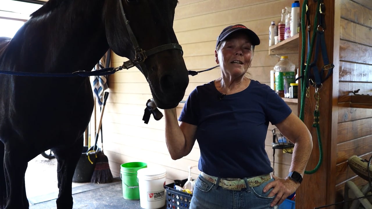 Bathing the Horse | Laurie Pitts