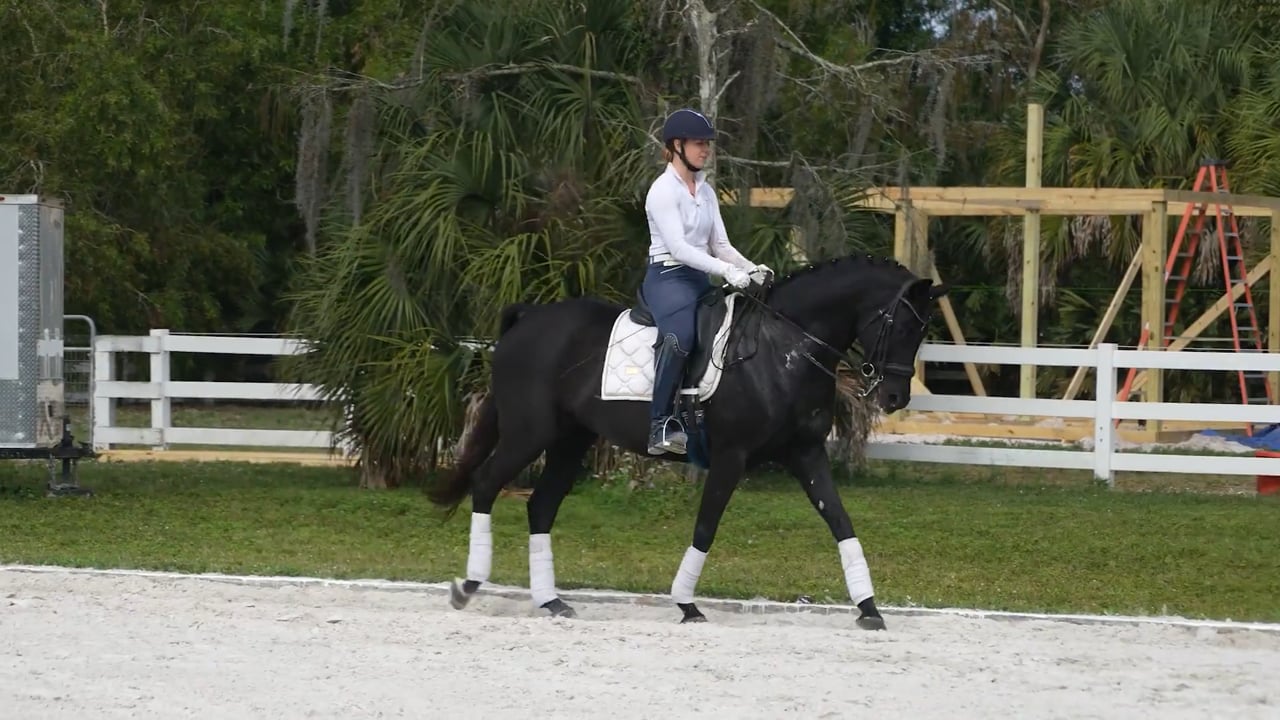 Connection in Shoulder-in | Laura Ashley Graves