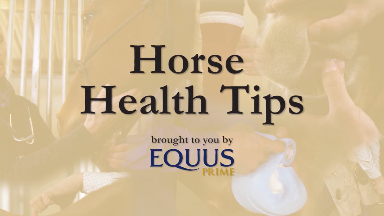 How to ride the canter walk canter in the second level test with Debbie McDonald