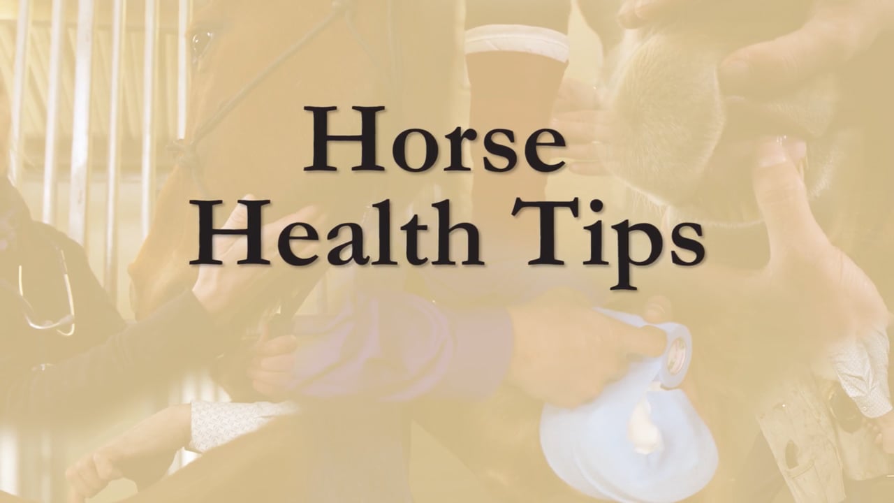 How to mentally approach the one tempi's with Hilda Gurney Part 1