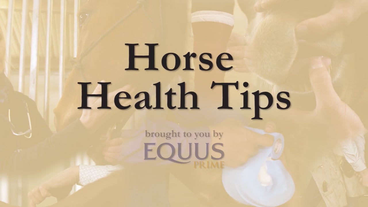 How to Wrap a Hoof | Sina Parsaye