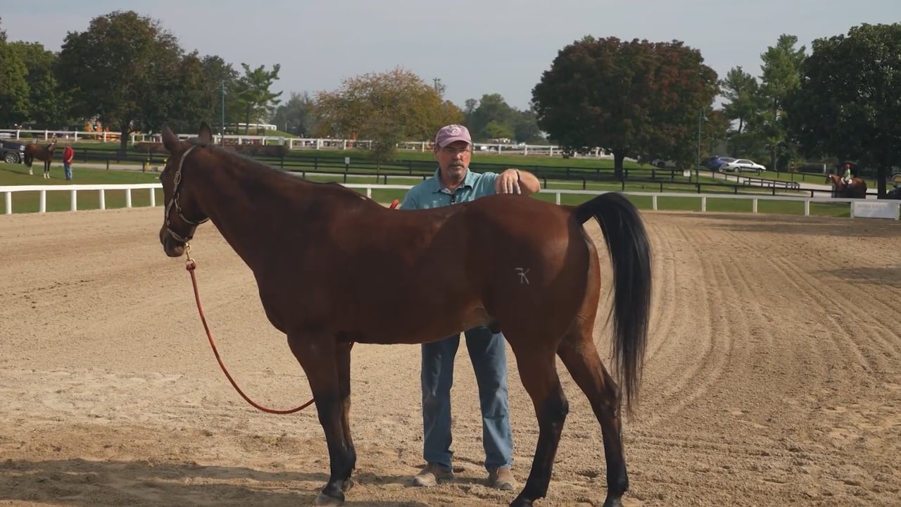 Demo Work on a Horse's Hind End | Jim Masterson | PART 01