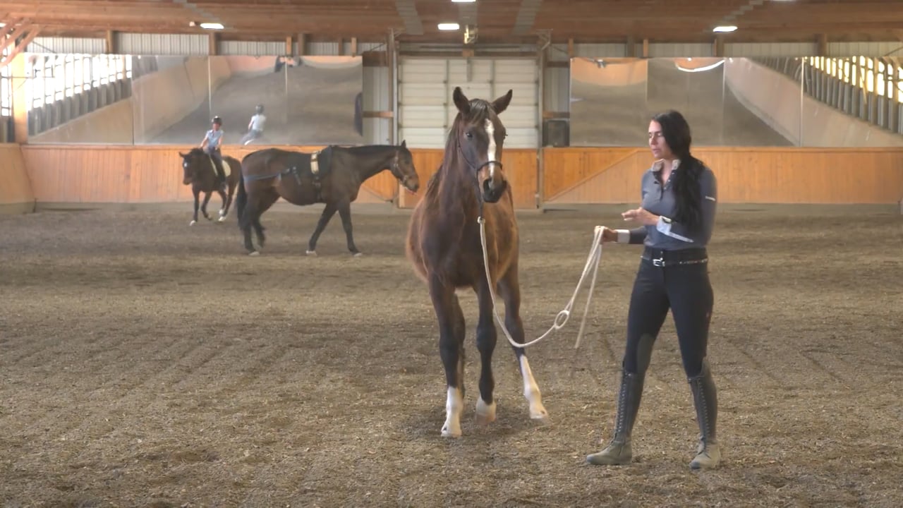 Groundwork with a Baby Horse | Monique Potts