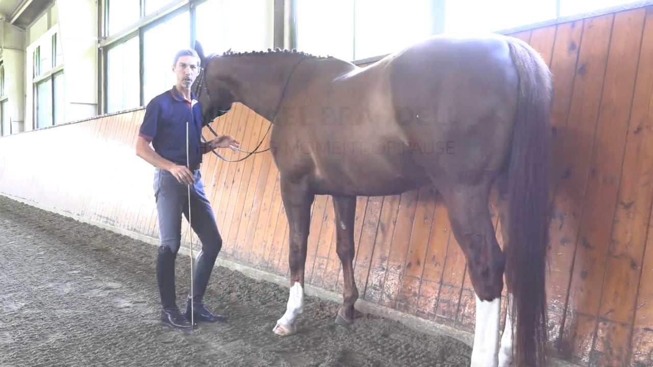 Hind Leg Moment of Pause | Michael Bragdell