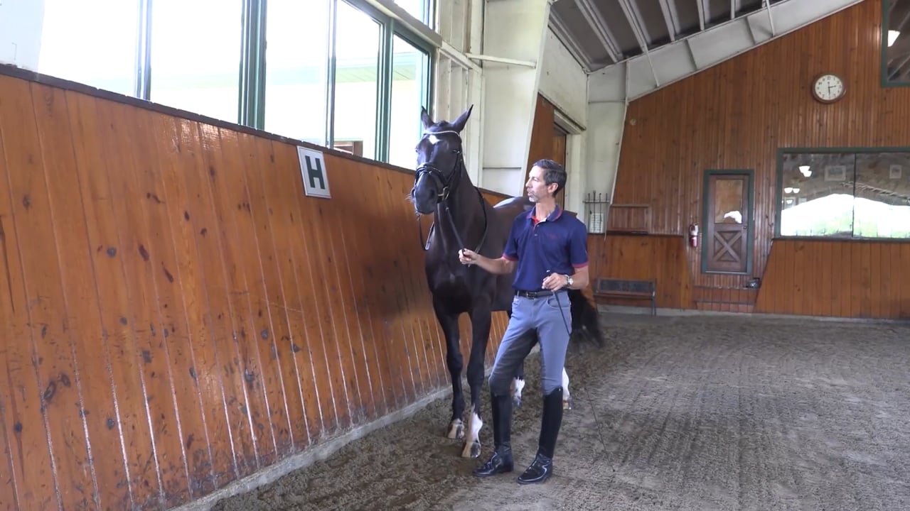 In-Hand Leg Yield | Michael Bragdell