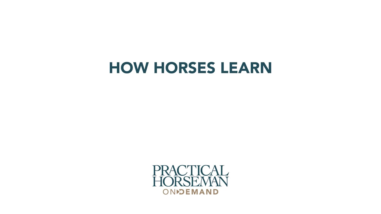 How Horses Learn | Chelsea Canedy