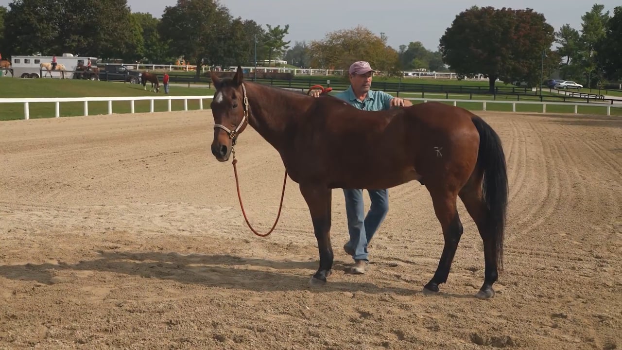 Demo of Work on a Horse's Hind End | Jim Masterson | PART 01