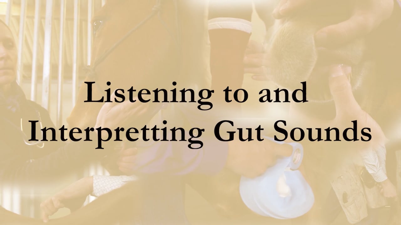 Listening to and Interpreting Gut Sounds | Sina Parsaye