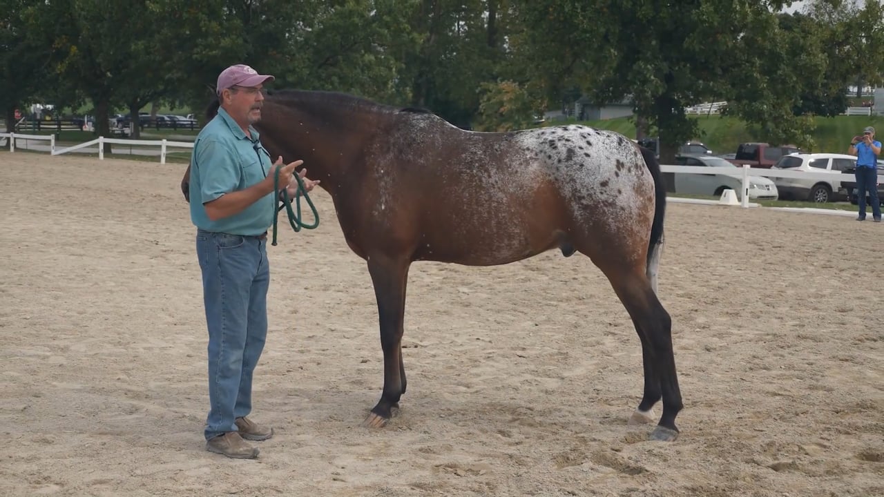 Levels of Pressure and Horse’s Responses | Jim Masterson