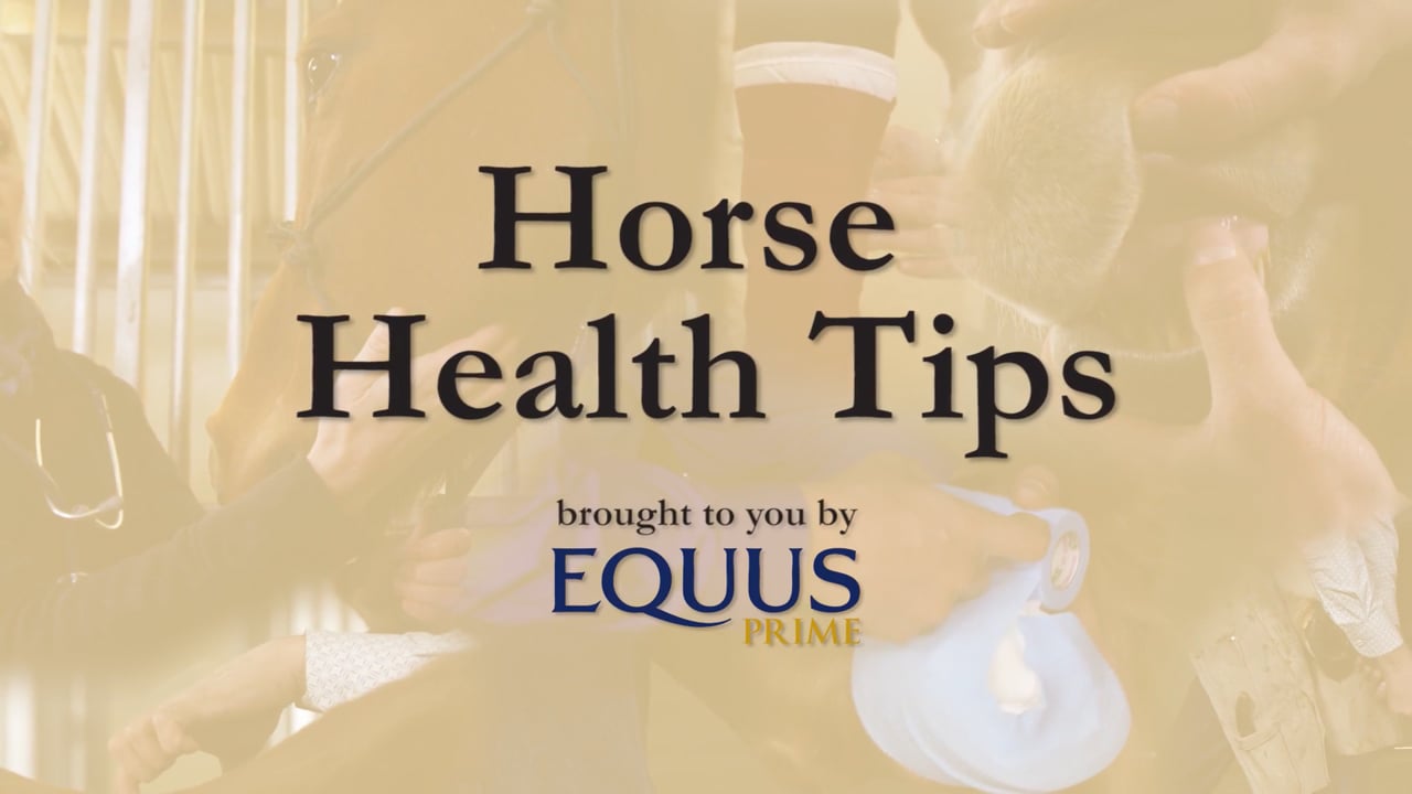 Palpating a Horse's Back for Soreness | Sina Parsaye