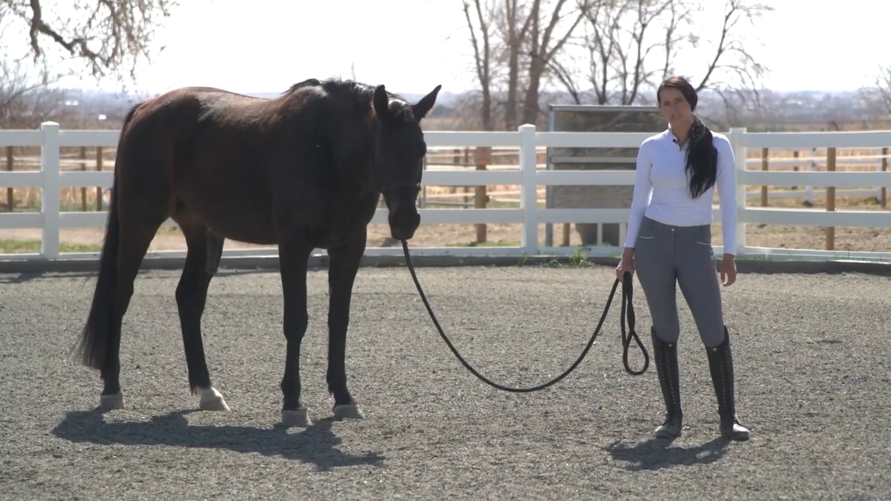 Philosophy of Leading Your Horse