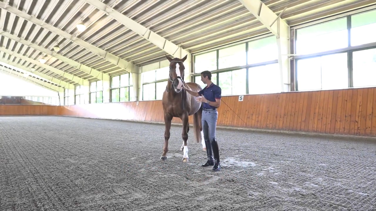 Moving the Hind Leg Laterally | Michael Bragdell