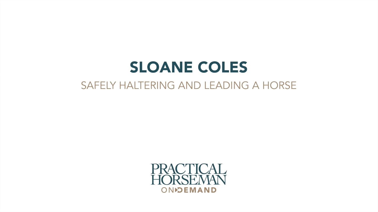 Safely Haltering and Leading a Horse | Sloane Coles