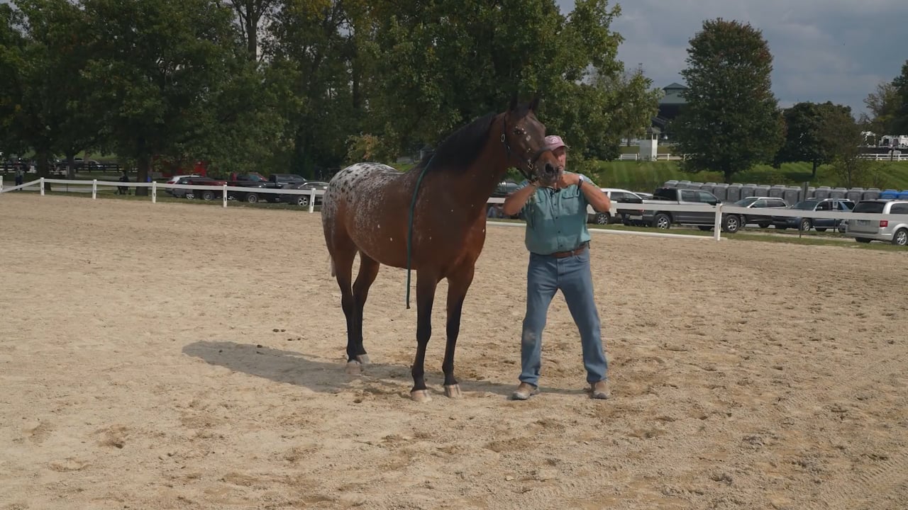 Scapular and Wither Releases | Jim Masterson