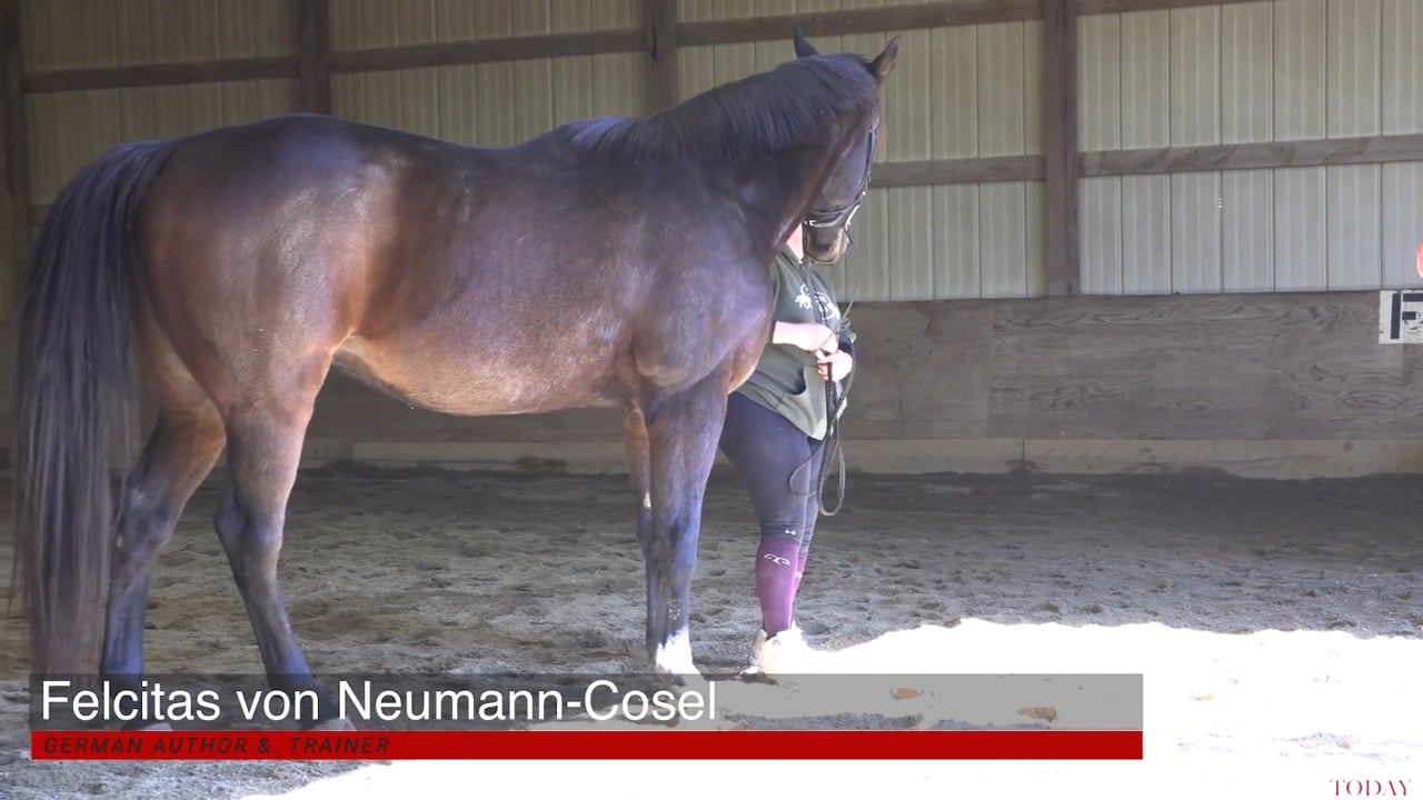 Groundwork with Anxious Horse | Felicitas von Neumann-Cosel