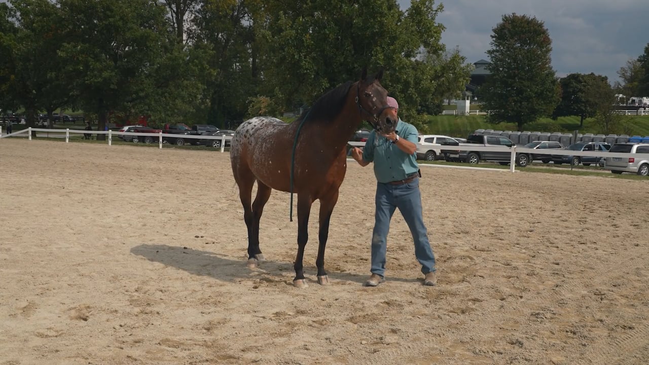 Scapular and Wither Releases | Jim Masterson