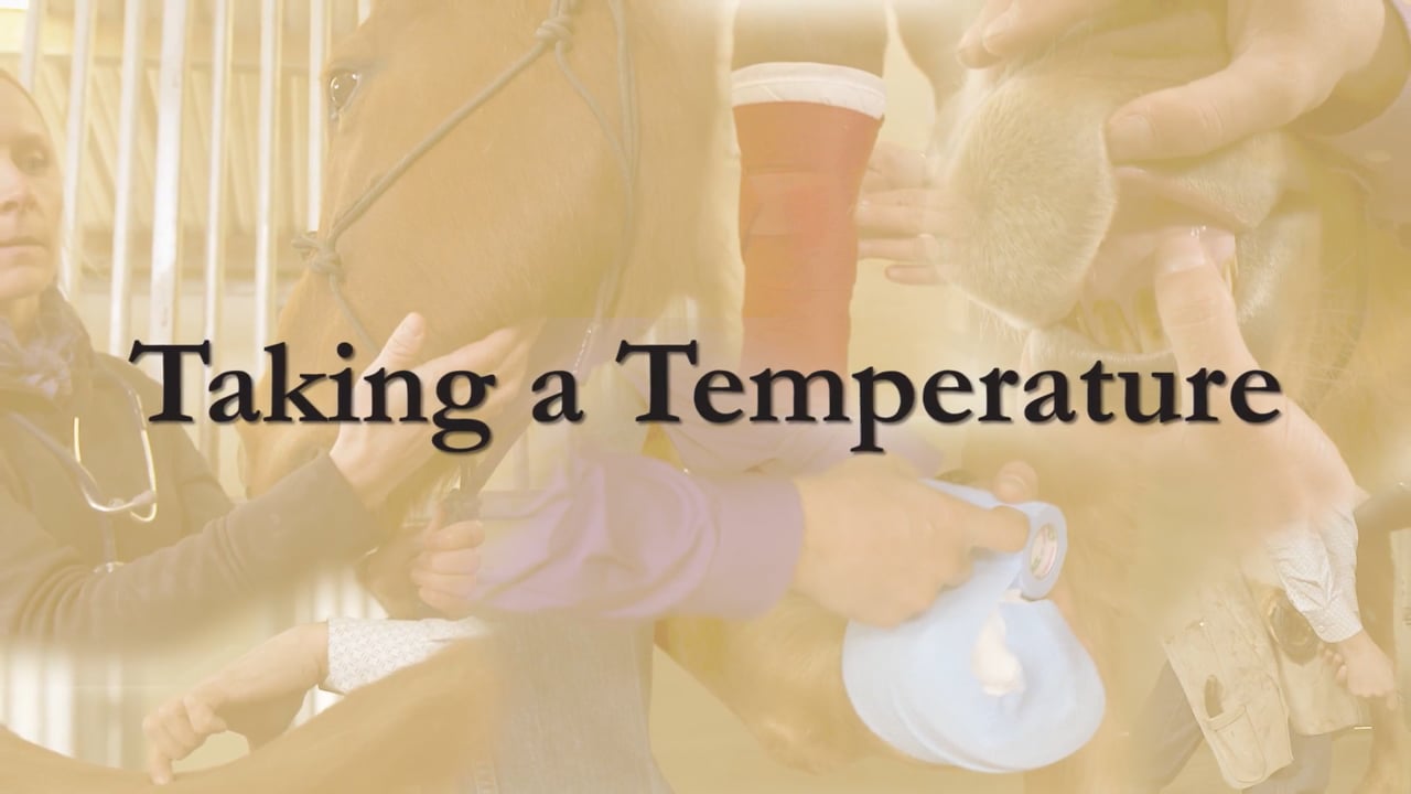 Taking a Horse's Temperature | Sina Parsaye