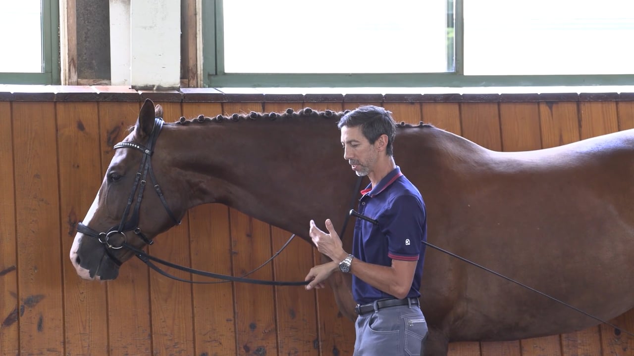 Teaching Rein Back In-Hand | Michael Bragdell