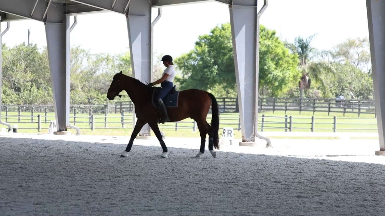 Improving the Horse’s Response to the Leg - Part 3