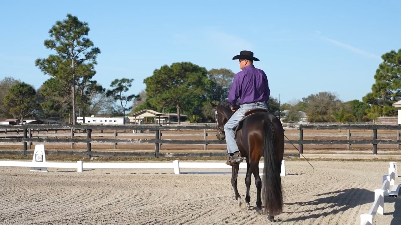 Western Dressage Walk | Tim Christensen