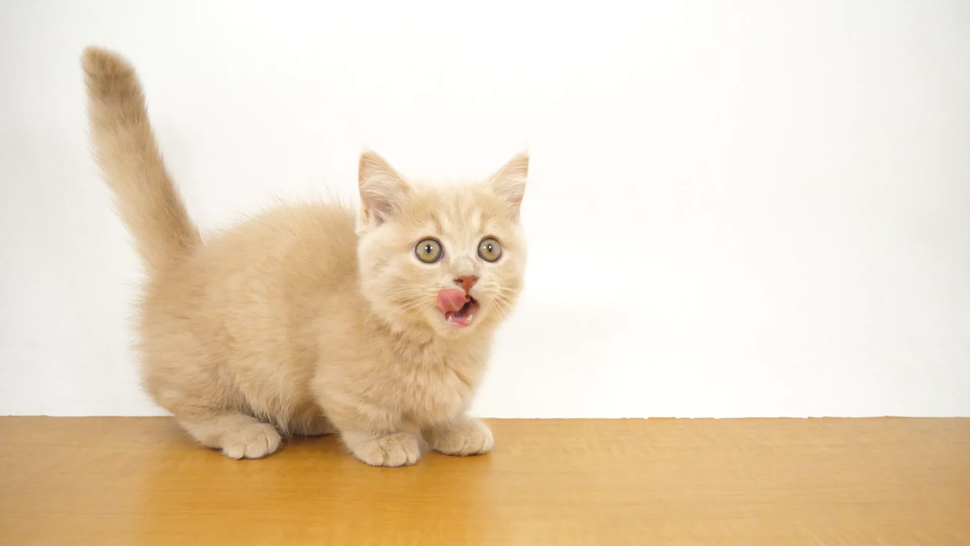 短毛(アッシュフラワー)ジューンブライドシュシュ、わんちゃん猫ちゃん