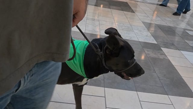 Enlarge Otto (Courtesy Post) - Adopt Me!, a Adoptable mixed breed in Lake Forest, CA video 4/4