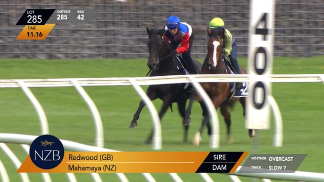Antino (NZ)