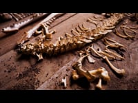 2. The Skeletal system