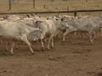 Geral Lotes 01 ao 05<br>Fazenda Jardim do Sul