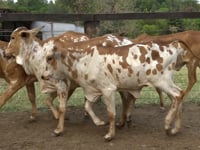 Lote 06