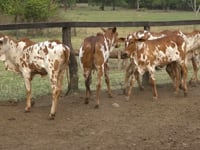 Lote 07