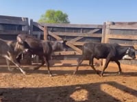 Lote 40A