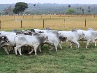 Lotão Touros