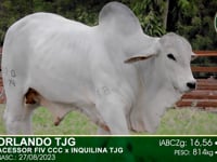 Lote 05