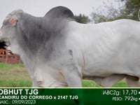 Lote 07