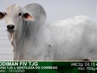 Lote 14