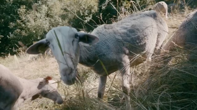 Ferme de la Trantsa, une histoire familiale