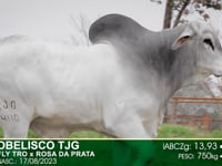 Lote 01