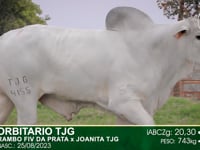 Lote 04