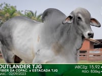 Lote 06