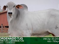 Lote 08