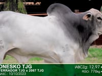 Lote 11