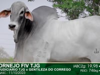 Lote 13