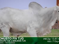 Lote 15